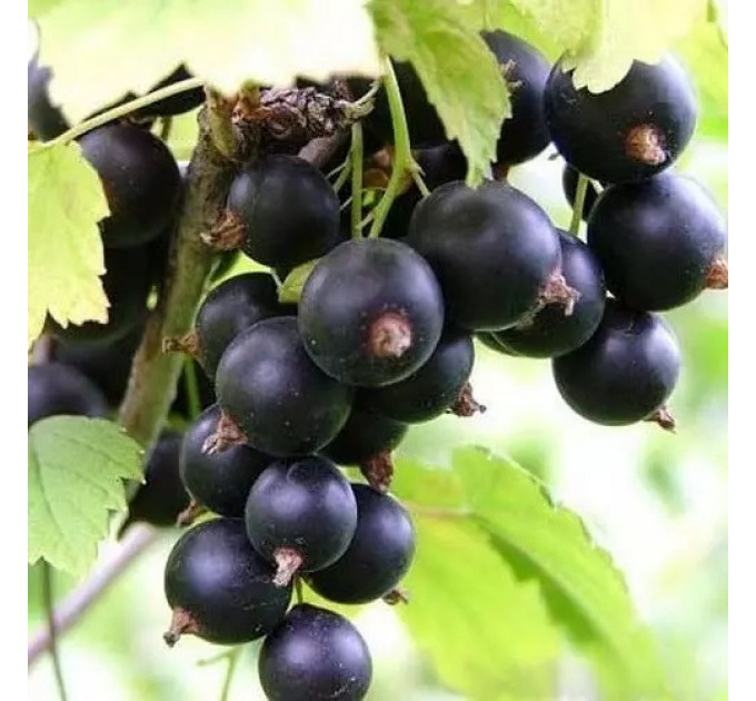 Смородина сорт Тисель 1 летняя (раннего срока созревания)