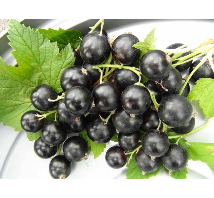 Смородина сорт Тисель 1 летняя (раннего срока созревания)