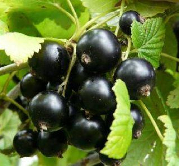 Смородина сорт Юбилейная Копаня 2 летняя, ОКС (средне-поздного срока созревания)