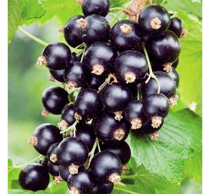 Смородина Вернісаж 2 річна, ВКС (середнього терміну дозрівання)