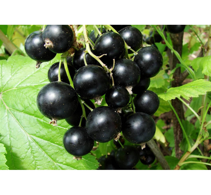 Смородина Вернісаж 2 річна, ВКС (середнього терміну дозрівання)