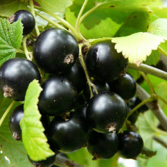 Смородина сорт Вернисаж 2 летняя, ОКС (среднего срока созревания)