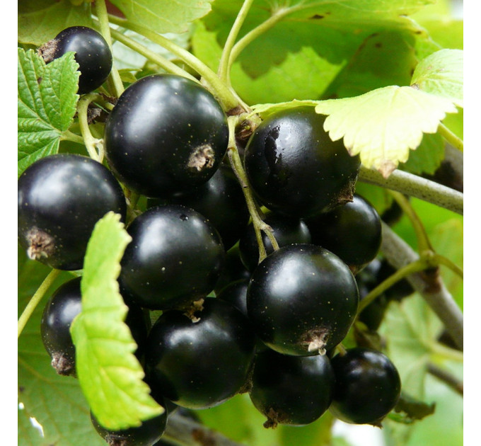 Смородина Вернісаж 2 річна, ВКС (середнього терміну дозрівання)