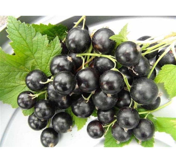 Смородина сорт Юбилейная Копаня 2 летняя, ОКС (средне-поздного срока созревания)