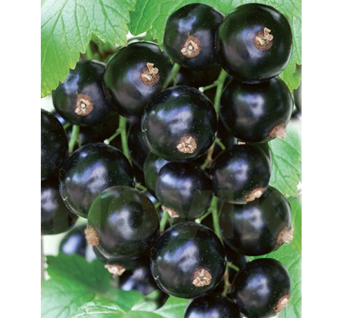 Смородина сорт Юбилейная Копаня 2 летняя, ОКС (средне-поздного срока созревания)