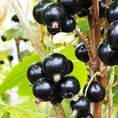 Смородина сорт Юбилейная Копаня 2 летняя, ОКС (средне-поздного срока созревания)