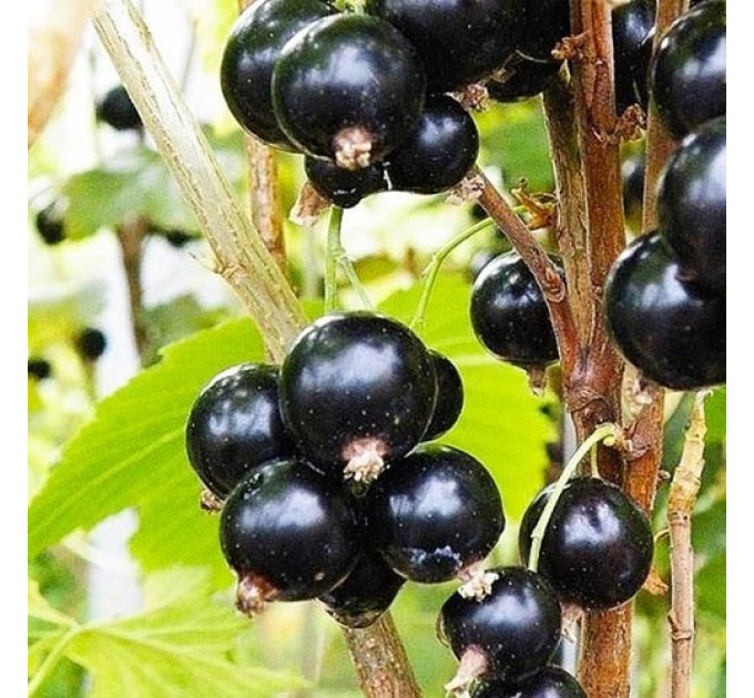 Смородина сорт Юбилейная Копаня 2 летняя, ОКС (средне-поздного срока созревания)