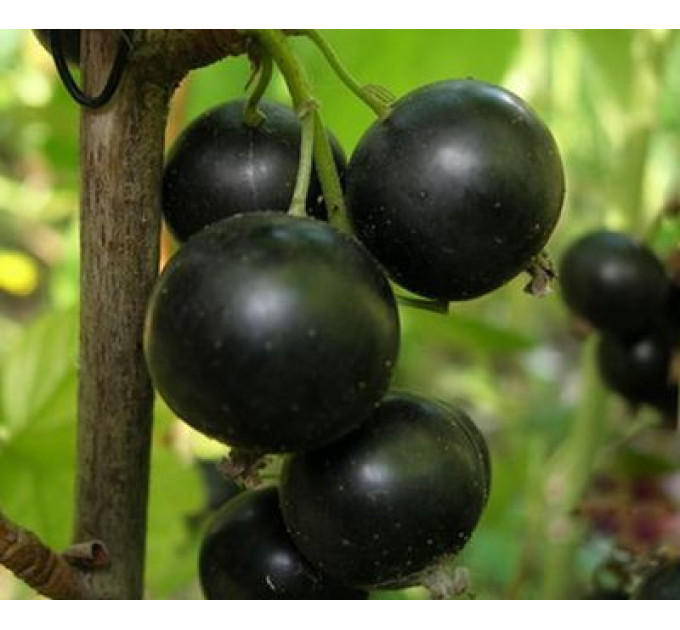 Смородина "Ядрена"