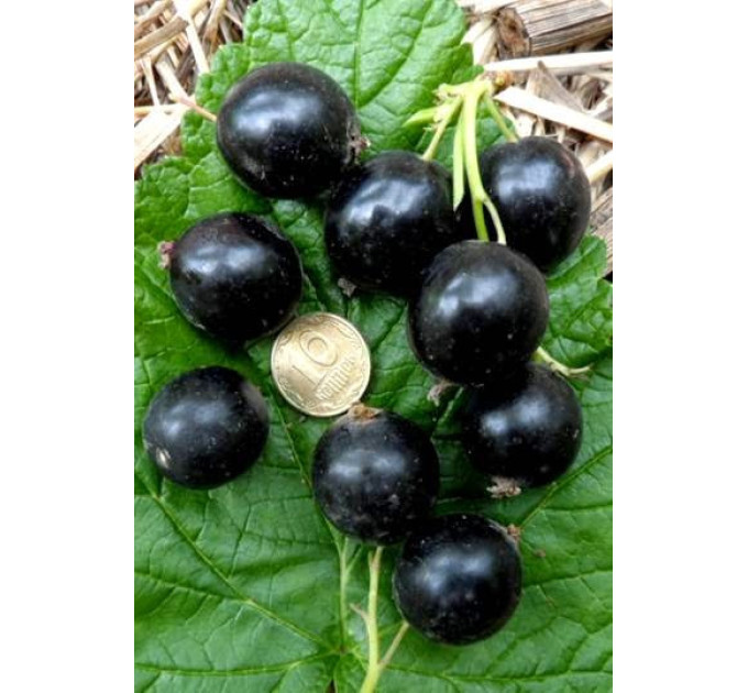 Смородина "Ядрена"