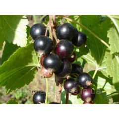 Саджанці смородини Білоруська солодка