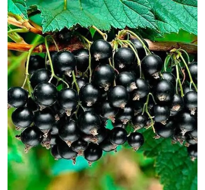 Смородина сорт Вернісаж 1 річна (середнього терміну дозрівання)