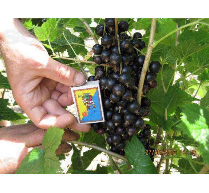 Саженцы смородины сорт Краса Львова