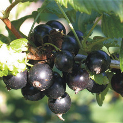 Саженцы смородины сорт Краса Львова