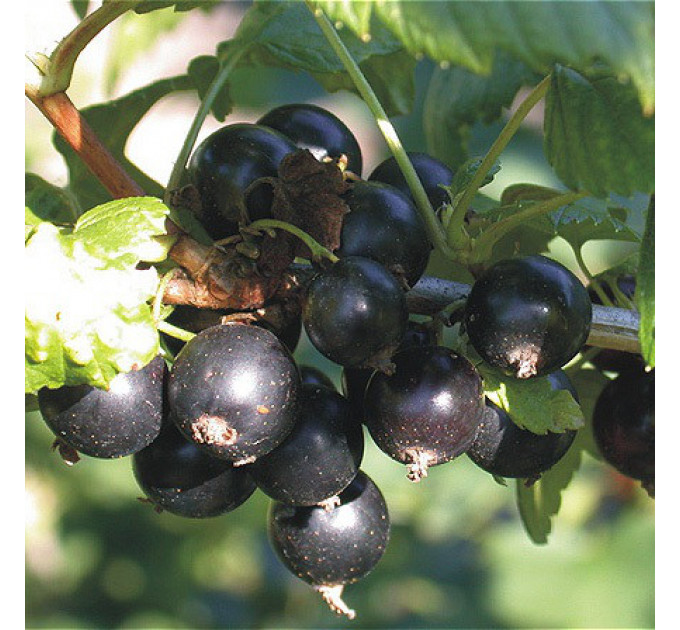 Саженцы смородины сорт Краса Львова