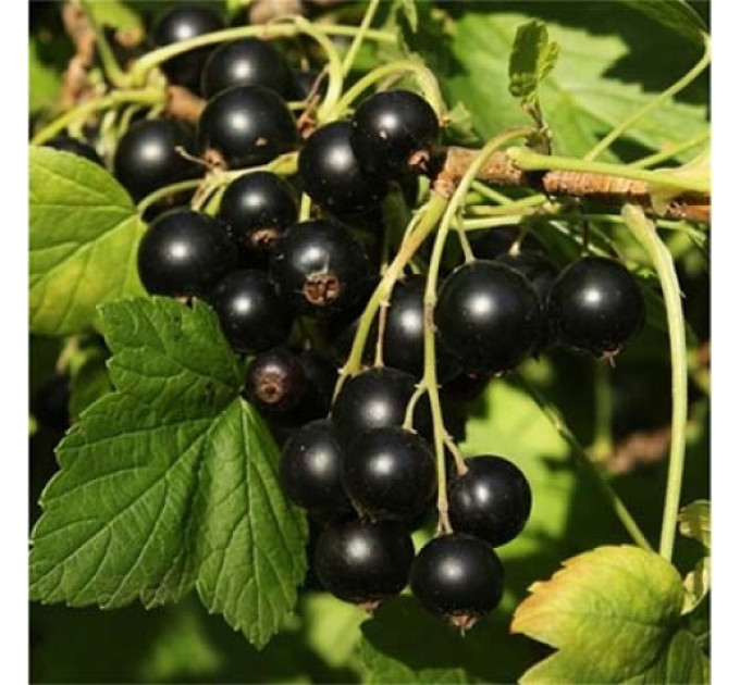 Саджанці смородини сорт Санюта (ОКС)