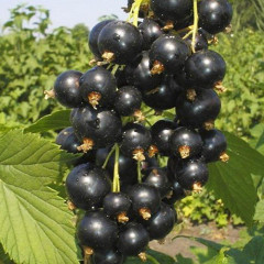 Саджанці смородини сорт Санюта (ОКС)