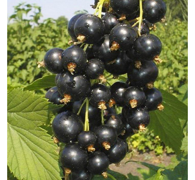 Саджанці смородини сорт Санюта (ОКС)