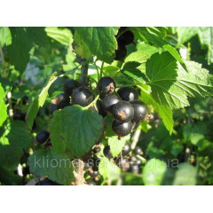 Саджанці смородини Tines (Тинес)