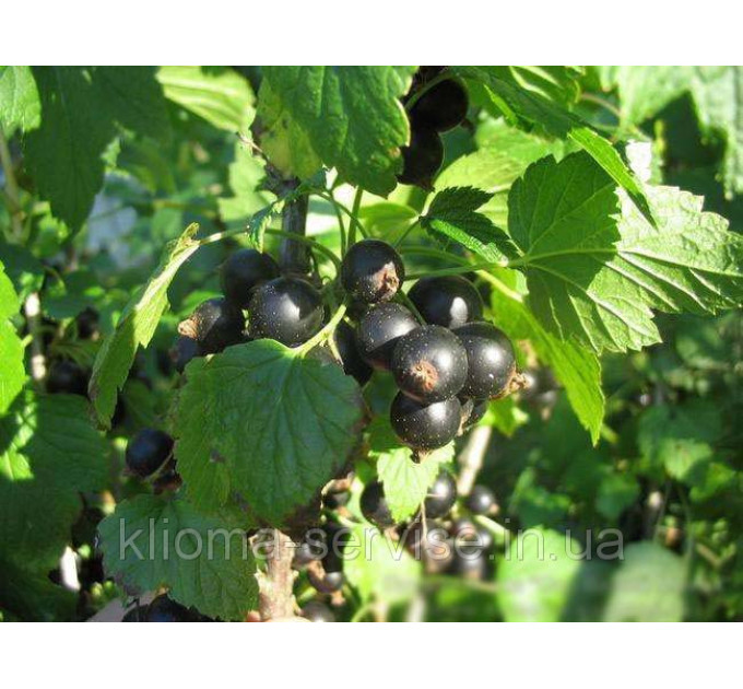 Саджанці смородини Tines (Тинес)