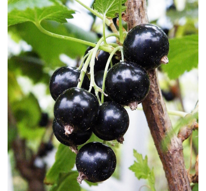 Смородина сорт Тритон 1 річна