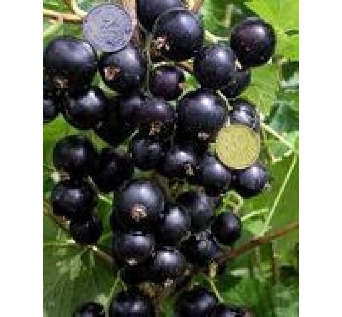 Саджанці смородини сорт "Вернісаж", напівупаковані