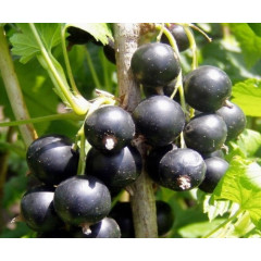 Саджанці смородини Бен Конан 1 річні