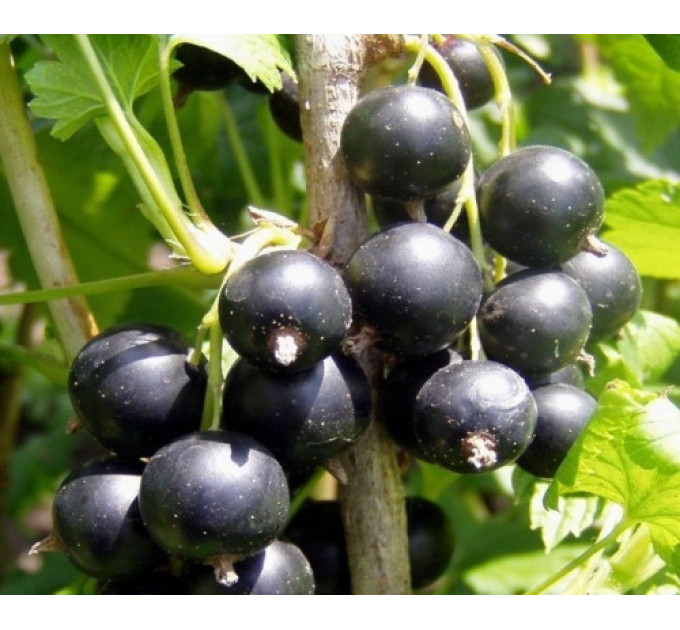 Саджанці смородини Бен Конан 1 річні