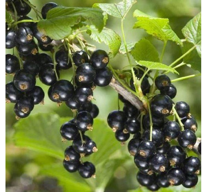 Саджанці смородини сорт Скарб (ВКс)