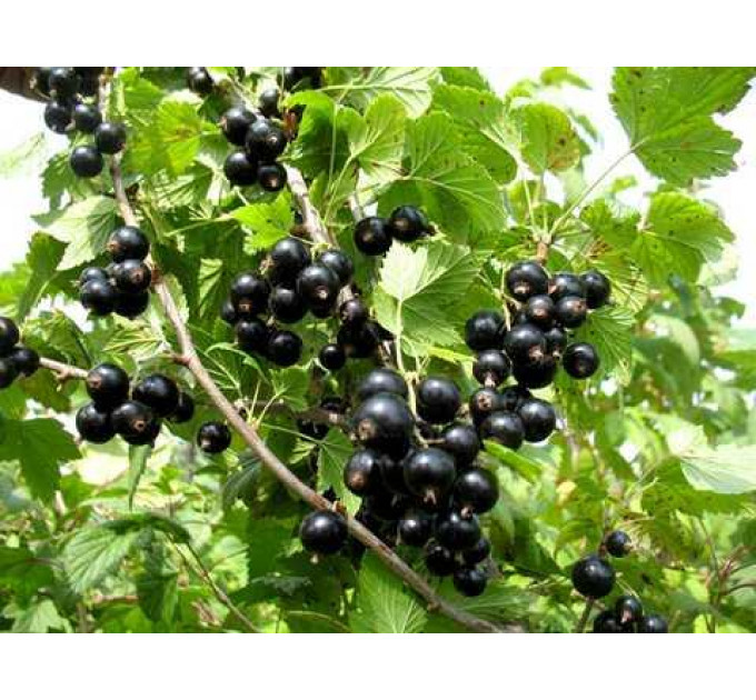 Саджанці смородини сорт "Вернісаж", напівупаковані