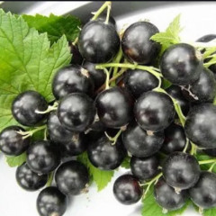 Смородина сорт Аметист (средне-поздного срока созревания)
