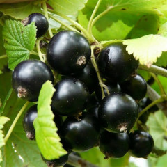 Саджанці смородини сорт "Казкова" 1 річні, ВКС