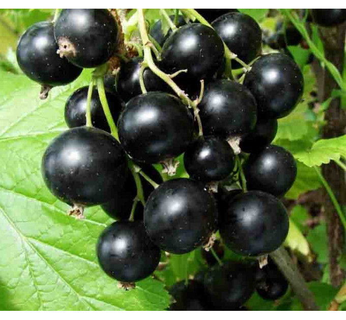 Саженцы смородины сорт "Казкова" 1 летние, ОКС