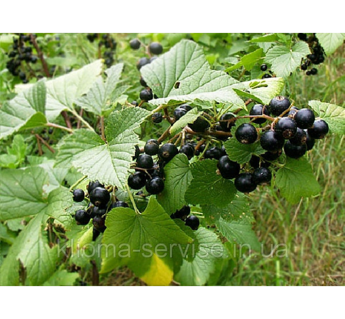 Саджанці смородини Титанія (середньопізній) 1 літні