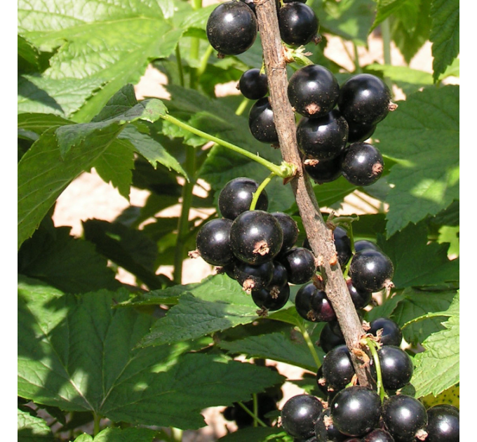 Саджанці смородини Бен Garenne,1 літні