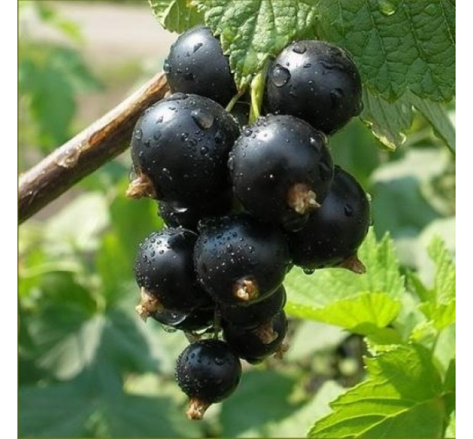 Саженцы смородины сорт Ориана, 2 года 7 л