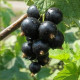 Саженцы смородины сорт Ориана, 2 года 7 л