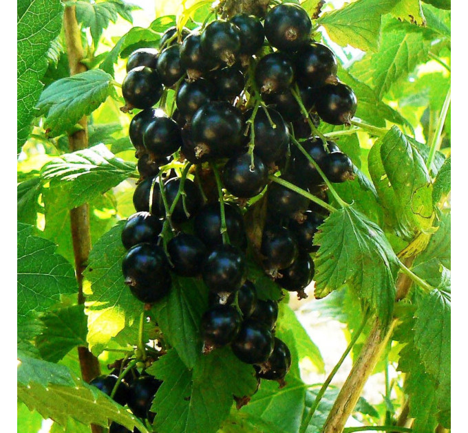 Саженцы смородины сорт Ориана, 2 года 7 л