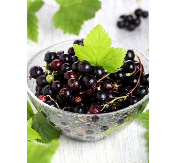 Саджанці смородини сорт Тритон (ВКБ)