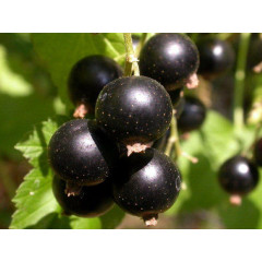 Саджанці смородини сорт Тритон (ВКБ)