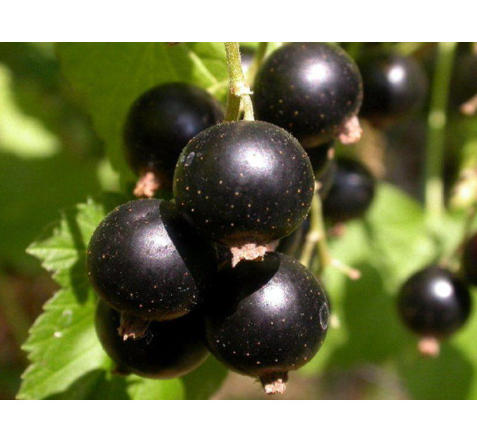 Саджанці смородини сорт Тритон (ВКБ)