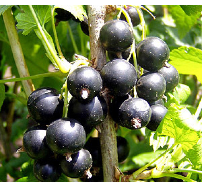 Саджанці смородини Черешнева (середньопізній) 2 літні