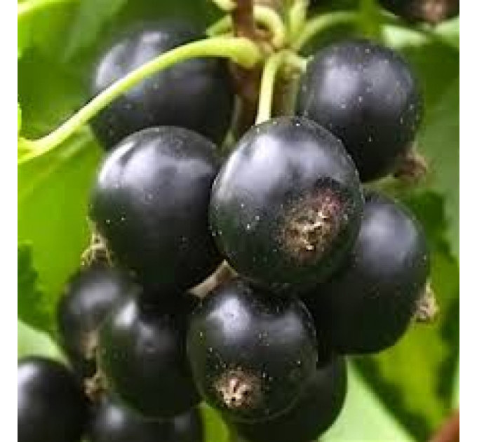 Саджанці смородини Черешнева (середньопізній) 2 літні