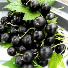 Смородина сорт Нева 2 летняя, ОКС (среднего срока созревания)