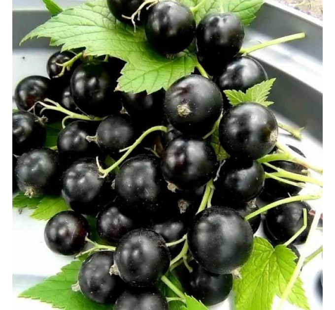 Смородина сорт Нева 2 летняя, ОКС (среднего срока созревания)