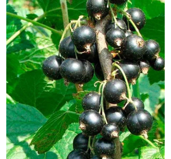 Смородина сорт Нева 2 летняя, ОКС (среднего срока созревания)