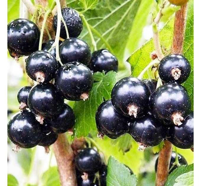 Смородина сорт Нева 2 летняя, ОКС (среднего срока созревания)