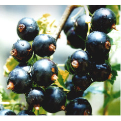 Смородина "Консул"