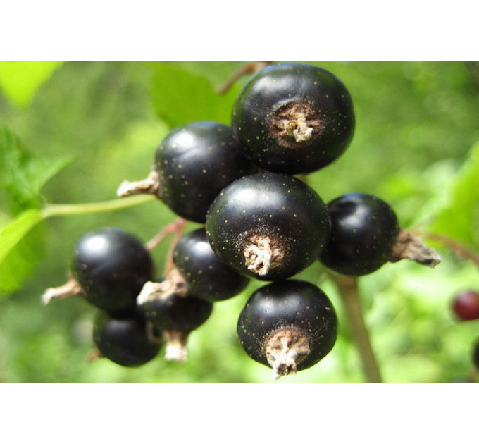 Саджанці смородини сорт "Казкова", напівупаковані