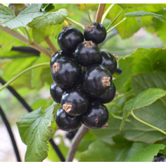 Саджанці смородини сорт Бона (ВКБ)