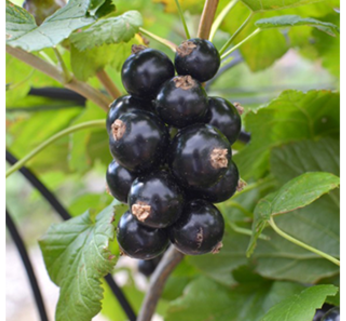 Саджанці смородини сорт Бона (ВКБ)